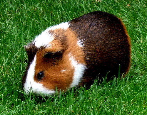 Daisy the Guinea Pig by David Masters guinea pig eating photo