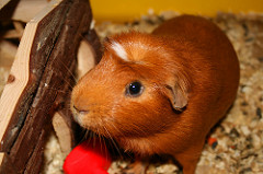 guinea pig photo