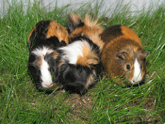 Guinea Pigs by photon_de Guinea Pigs photo
