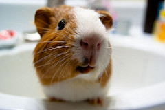 Guinea Pig in the Sink by maskarade guinea pig cage photo