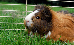 Guinea Pigs by picto:graphic guinea pig cage photo