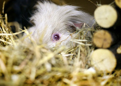 Smudge by Jlhopgood guinea pig hutch photo